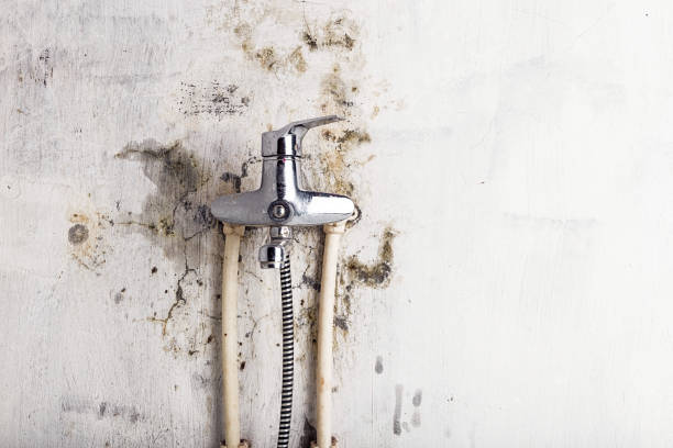Best Local Mold Removal Service  in Lawson Heights, PA