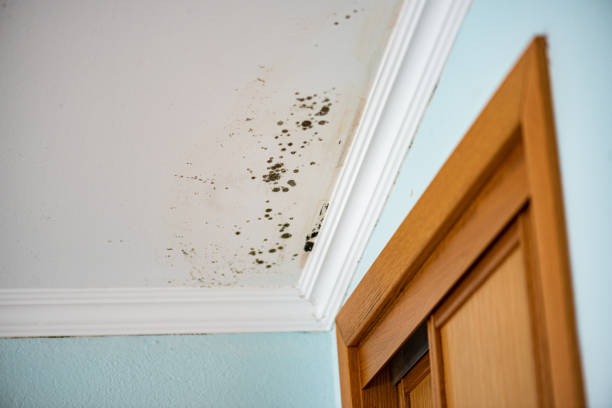 Best Attic Mold Removal  in Lawson Heights, PA