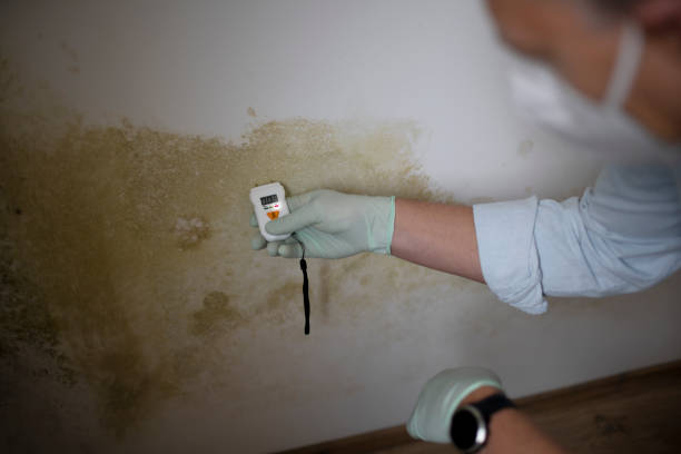 Professional Mold Removal in Lawson Heights, PA
