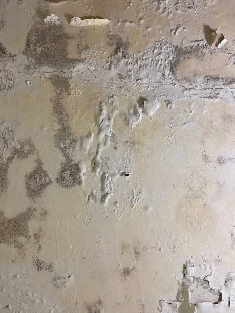 Best Best Mold Removal Companies  in Lawson Heights, PA