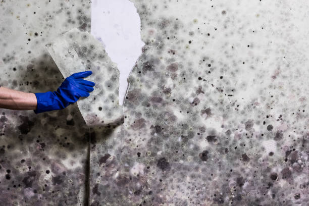 Best Crawl Space Mold Removal  in Lawson Heights, PA
