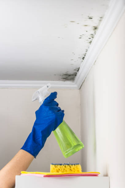 Best Toxic Mold Removal  in Lawson Heights, PA